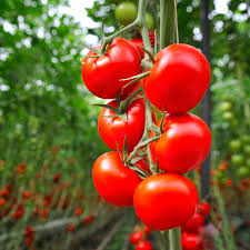 Bail Tomato Seedling