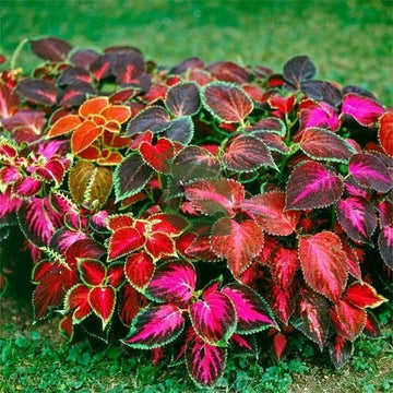 Coleus HZ: Rainbow, Mix Seeds - Premium Ornamental Foliage Seeds