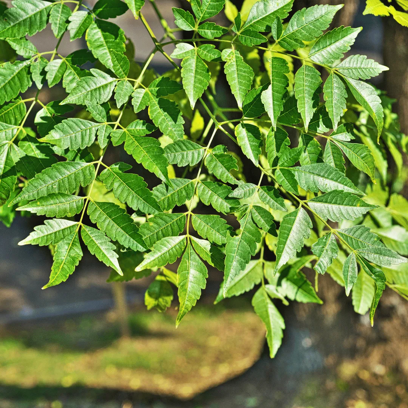 Premium Malabar Neem Melia Dubia live plant seedling in black nursery pot by Talha Seedlings Pakistan