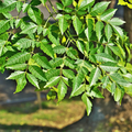 Premium Malabar Neem Melia Dubia live plant seedling in black nursery pot by Talha Seedlings Pakistan