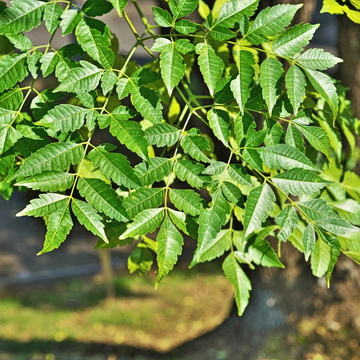 Premium Malabar Neem Melia Dubia live plant seedling in black nursery pot by Talha Seedlings Pakistan