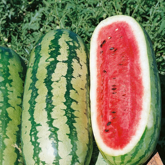 F1 Hybrid Big Sweet Watermelon 10 Seeds