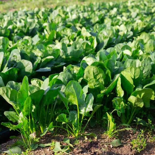 Spinach 500+ Seeds