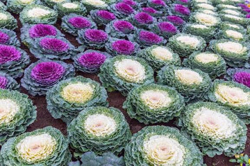 Ornamental Kale & Cabbage Mix Seeds (7+ Seeds) - Decorative Winter Flower Seeds