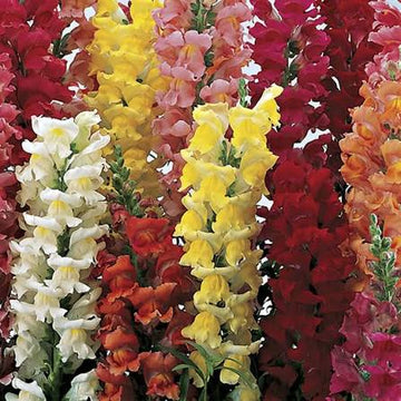 Antirrhinum Liberty Classic Mix Seeds (10+ Seeds) - Premium Flower Seeds