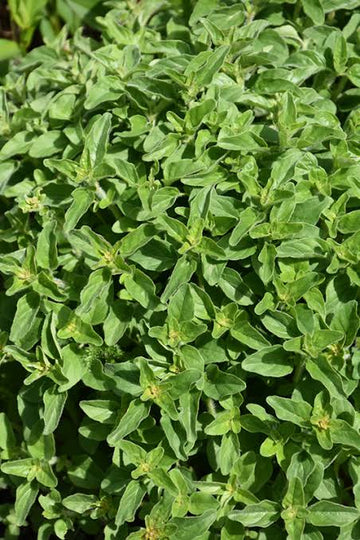 Origanum HZ: Greek Oregano Seeds (250+ Seeds) - Premium Herb Seeds