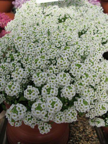 Alyssum Wonderland White Seeds - Fragrant Groundcover Flower Seeds