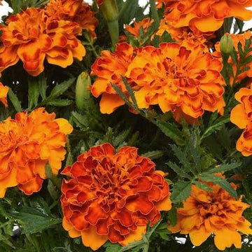 Marigold Bonanza Bolero Seeds (16+ Seeds) - Premium Flower Seeds