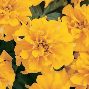 Marigold Bonanza Yellow Seeds (16+ Seeds) - Premium Flower Seeds