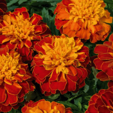 Marigold Super Hero Harmony Seeds (16+ Seeds) - Premium Flower Seeds