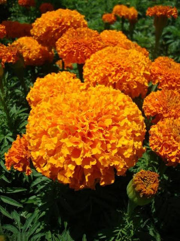 Marigold Inca Orange Seeds (16+ Seeds) - Premium Flower Seeds
