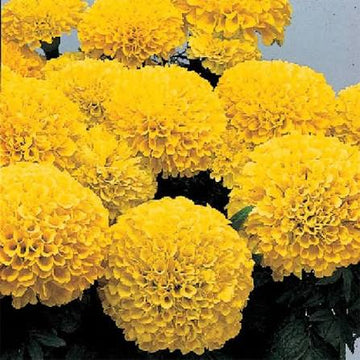 Marigold Inca Yellow Seeds (16+ Seeds) - Premium Flower Seeds