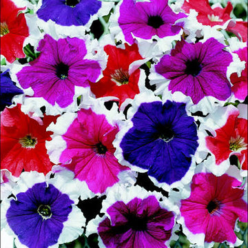 Petunia Frost Mix Seeds (33+ Seeds) - Premium Flower Seeds