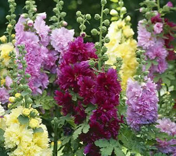 Premium Hollyhock Dwarf Queeny Mix Seeds - Alcea Rosea Flower Seeds