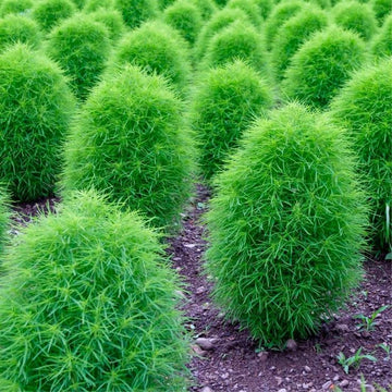 Kochia HZ: Trichophylla Burning Bush Seeds (200+ Seeds) - Premium Ornamental Seeds