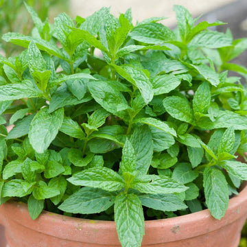 Imported Mint 100+ Seeds