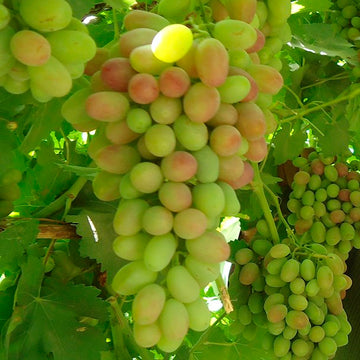 Clusters of rich red Laal Afghani grapes growing on a live fruiting vine with dark green leaves  