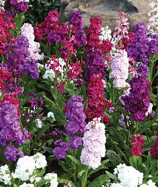 Stock Harmony Mix Seeds - Fragrant Winter Flower Seeds