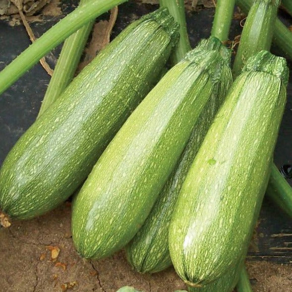 F1 Hybrid Maaru Kaddu 10 Seeds