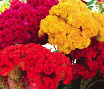Celosia HZ: Coral Garden, Mix Seeds (200+ Seeds) - Premium Flower Seeds